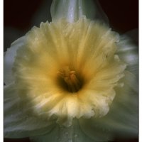 Daffodil Haze