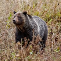 Stately Grizzly