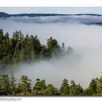 Redwood Overlook