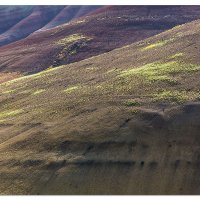 Flowers in the Painted Hills