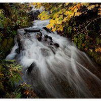 Fall Leaves Below Wahkeena