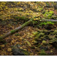 Fall Along Wonderland