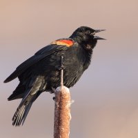 090327_50d_3244 Copy