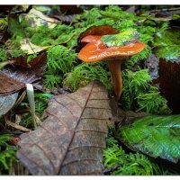 Rain Forest Floor