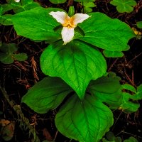 Trillium