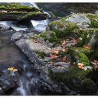Sweet Creek Trailside Beauty