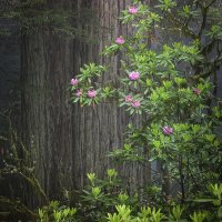 Natural Forest