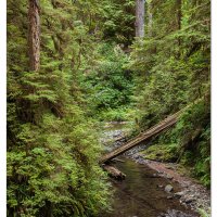 Willaby Creek Trail
