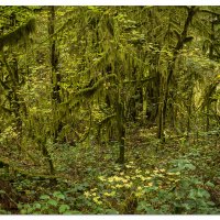 Green Chaos