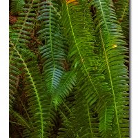 Ferns