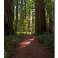 Forest_Path