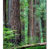 Wooded View