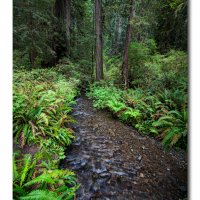 Stream Through the Woods