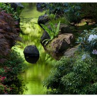 Blooms And Reflections