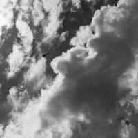 Blue Angels (82bw)