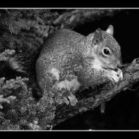 Squirrel-bw