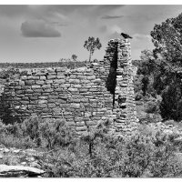 Watching Over His Domain.