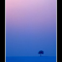 Schlamersdorf-tree