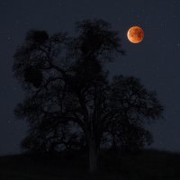 Oak Savanna Lunar Eclipse