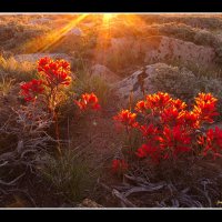 Sunrise-flowers-Virginia-Lakes