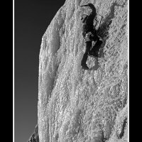 Cold-Duck-Ice-BW