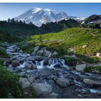 Rainier - Edith Creek Flowers