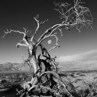 Mesquite-Dunes-Tree_Pano-bw