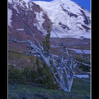 AdamsGlacierTree