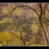 Waterfall-Oaks-panoa