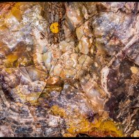 Petrified-Forest-SP_590