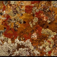Petrified-Forest-SP_005