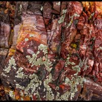 Petrified-Forest-RXb_225-5k