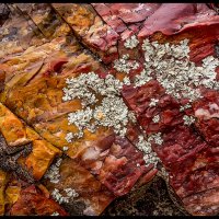 Petrified-Forest-RX_284