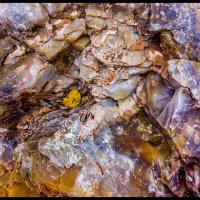 Petrified-Forest-RX_215
