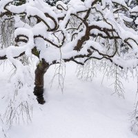 Snowy Maple (29)