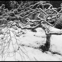 Snow-on-Maple-(10)