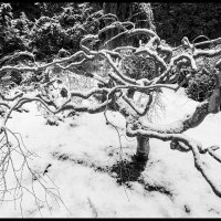 Snow-on-Maple-(18)