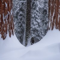 Giant Sequoias In Virginal Snow