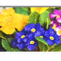 Flower-FS