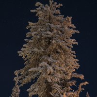 Dressed In Snow And Starlight