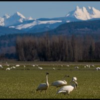 Skagit-Birds-3.10.18-(18)