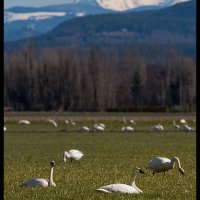 Skagit-Birds-3.10.18-(34)