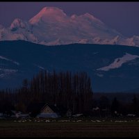 Skagit-Birds-3.10.18-(250)