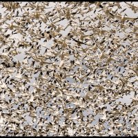 Skagit-Birds-3.18.18-(194)