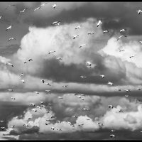 Skagit-Birds-3.18.18-(266)