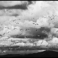 Skagit-Birds-3.18.18-(279)