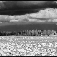 Skagit-Birds-3.18.18-(155)