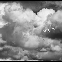 Skagit-Birds-3.18.18-(168)
