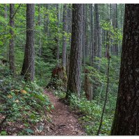 Trapper Creek