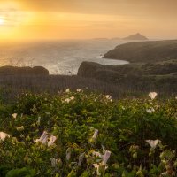 Island Morning Glory